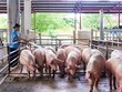 Hãng sản xuất thuốc thú y Navetco (VET) giảm mạnh lợi nhuận vì dịch