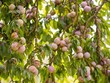 Phó Chủ tịch Sơn La: Nông sản không phải chờ "giải cứu"