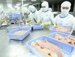 Thuỷ sản Nam Việt: Báo lãi quý II giảm 25%, chi phí bán hàng tăng đột biến