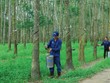 “Vàng trắng” tăng giá, doanh nghiệp cao su lãi lớn