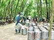 Công ty cổ phần Đầu tư Cao su Đắk Lắk (DRI): Rủi ro khi giá cao su đảo chiều