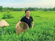 Hành trình nâng tầm đặc sản trà của quê hương