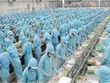 Đầu tư và Phát triển Đa quốc gia I.D.I (IDI): Lợi nhuận quý III/2021 giảm hơn 69%