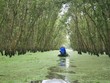 An Giang phê duyệt Đề án Khu du lịch sinh thái đất ngập nước đặc trưng