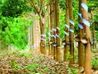 Tập đoàn Cao su Việt Nam (GVR) chi 2.400 tỷ đồng trả cổ tức năm 2020, tỷ lệ 6%