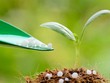 Bắt sóng cổ phiếu phân bón