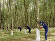 Hưởng lợi giá mủ cao su tăng, Cao su Đắk Lắk (DRI) lãi sau thuế 14,9 tỷ đồng, tăng 31% trong quý III/2021