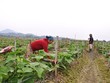 Vĩnh Phúc phát triển hợp tác xã gắn với xây dựng nông thôn mới