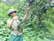 Thoát nghèo nhờ cây cam Bắc Kạn