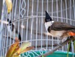 Thái Nguyên: Cụ ông trộm chim quý bị camera an ninh phát hiện