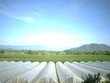 Doanh nghiệp bắt tay trường đại học ứng dụng nông nghiệp công nghệ cao