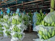 TTC Sugar (SBT) xuất khẩu lô chuối Nam Mỹ đầu tiên sang Hàn Quốc