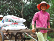 Đạm Phú Mỹ (DPM): Lợi nhuận cả năm đạt 435 tỷ đồng