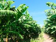 ĐHĐCĐ HAGL Agrico (HNG): Dòng tiền đã thông, ngân hàng đã cho vay trở lại