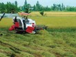 Nông nghiệp - chuyện của cả nền kinh tế
