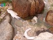 Người dân Hà Tĩnh hoang mang vì cá chết hàng loạt dạt vào bờ biển