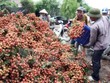 Quả xoài 1,7 triệu, vải thiều 400 nghìn đồng/12 quả: Xót lòng dân Việt