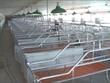 900.000 hộ treo chuồng, Bộ Nông nghiệp lại lo thiếu thịt heo