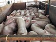 Giá heo lại lao dốc, nông dân lỗ 700.000 đồng mỗi con