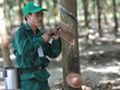 Cao su Phước Hòa (PHR) đặt kế hoạch lãi 400 tỷ đồng, phát hành 54,2 triệu cổ phiếu thưởng