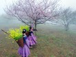 Hai phương án nghỉ Tết âm lịch 2020