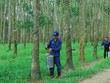 Phát triển Đô thị và Khu công nghiệp Cao su Việt Nam (VRG): Lợi nhuận tăng 1.785%