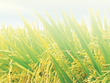 Giống cây trồng Miền Nam (SSC) tạm ứng cổ tức 20% bằng tiền mặt