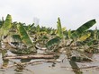HAGL Agrico (HNG): Khoảng 1.500 ha trái cây sắp thu hoạch tại Lào bị ngập lụt