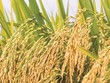 Tập đoàn Lộc Trời (LTG): Lợi nhuận sau thuế quý IV sụt giảm tới 76%