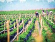HAGL Agrico (HNG) giải trình lỗ năm 2019, lên kế hoạch năm 2020 có lãi 566 tỷ đồng
