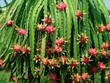 Thaco đăng ký mua gần 26 triệu cổ phiếu HNG