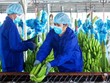 HAGL Agrico (HNG) dự kiến chào bán gần 741,5 triệu cổ phiếu để hoán đổi nợ và bổ sung vốn