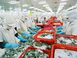 “Nỗi đau” giá rẻ của thủy sản Việt