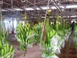HNG: Lên kế hoạch lợi nhuận trước thuế giảm còn 16 tỷ đồng và không chia cổ tức