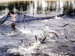 Thuỷ sản sẽ gãy đổ chuỗi nếu không khôi phục trong tháng 9