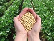 Thị trường hàng hóa tuần từ 18/11 – 22/11: Áp lực nguồn cung đè nông sản, chuyển biến xấu đàm phán Mỹ - Trung khiến giá kim loại tăng