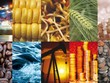 Thị trường hàng hóa tuần từ 9 – 13/12: Nông sản, công nghiệp nặng bùng nổ, công nghiệp nhẹ mất đà