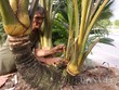 Dừa 7 đọt trái sum sê giá hàng trăm triệu đồng ở miền Tây