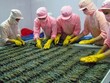 Đoàn doanh nghiệp Úc sang Việt Nam tìm hiểu về chuỗi sản xuất tôm xuất khẩu sang Úc