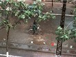 Phố cổ Hà Nội năm 1959 qua tay máy người châu Âu