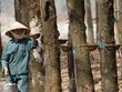 Doanh nghiệp khai thác “vàng trắng” sụt giảm tăng trưởng