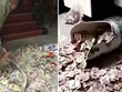 Con gái làm vỡ bình quý, vô tình lộ quỹ đen bố giấu 13 năm