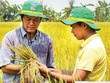 NPK Cà Mau giúp nông dân tăng lợi nhuận, tăng năng suất