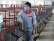 Ngành chăn nuôi chịu áp lực lớn nửa cuối năm