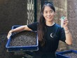 Singapore giới thiệu giải pháp mới chống lãng phí lương thực từ ruồi