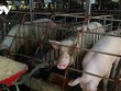 Giá lợn hơi tiếp tục tăng nhưng người chăn nuôi vẫn ngại tái đàn
