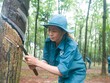 Cổ phiếu “vàng trắng” thăng hoa