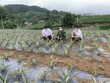 Thành lập Ban Chỉ đạo Trung ương các chương trình mục tiêu quốc gia 2021-2025