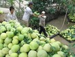 Mỹ chấp nhận mở cửa thị trường cho trái bưởi của Việt Nam