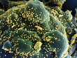 Phát hiện biến thể mới của virus SARS-CoV-2 chứa 46 đột biến